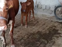 Krava, Simmental cattle — foto 3