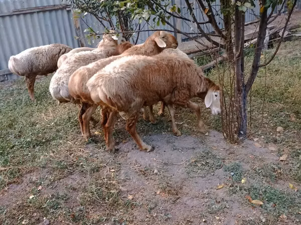 Ram, Sheep — Kyrgyzstan