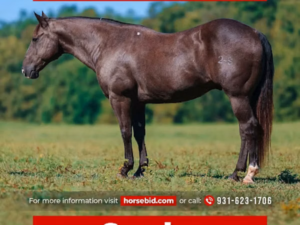 Kuda jantan, Quarter Horse