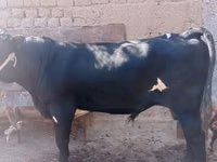 Bull, Cattle — photo 2