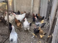Chickens — sawirka 8