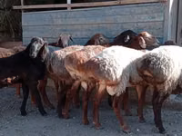 Ram, Sheep — photo 4
