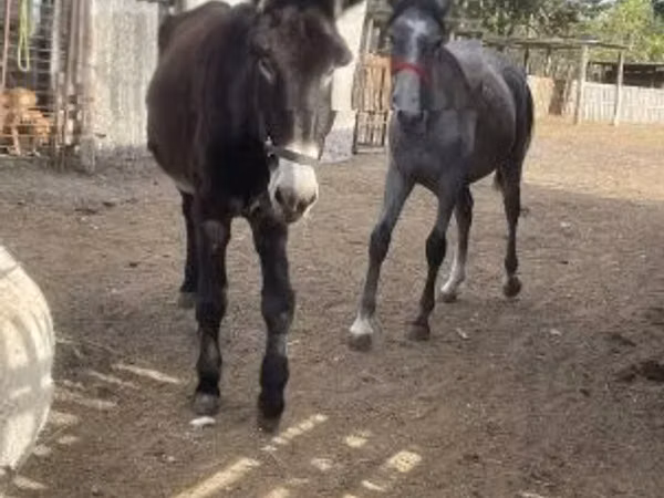 اسب نر, اسب