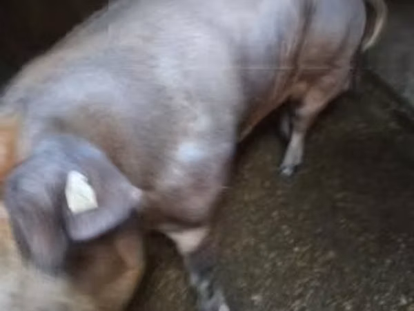 Boar, 