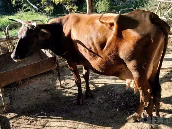 Cow, Cattle — Uzbekistan