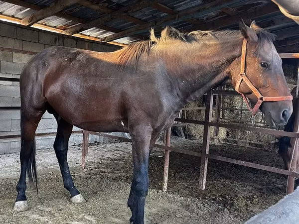Horse (M), Horses — Kazakhstan