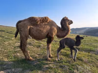 شتر نر, Kazakh Bactrian camel — عکس 2