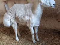 Ram, Sheep — photo 5