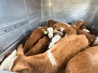 公牛, Simmental cattle — 照片 1