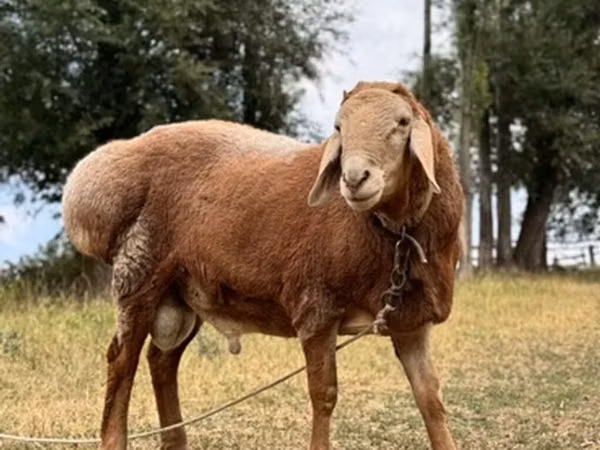 Ram, Arashan sheep