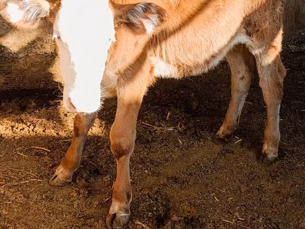 گاو ماده, Simmental cattle