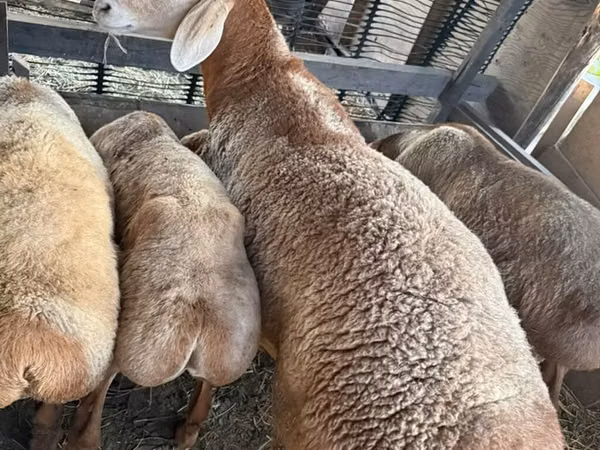 قوچ, Arashan sheep — قرقیزستان