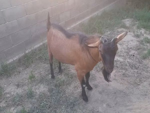 Billy Goat, Goats — Kyrgyzstan