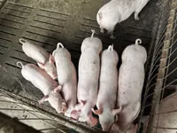 Boar, Pigs — photo 5