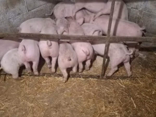 Pigs (batch, sex not specified), 