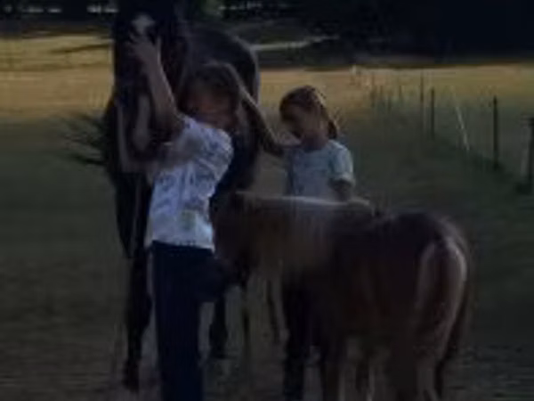 Cheval, Dutch warmblood horse
