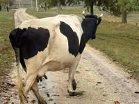 گاو ماده, Russian Black pied cattle — عکس 2