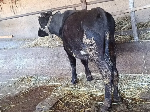 Cow, Alatau breed — Kyrgyzstan