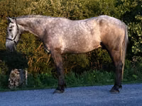 Horse (M), Horses — photo 1