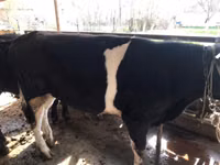 Toro, Russian Black pied cattle — foto 1