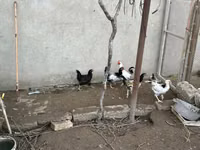 Chickens — photo 2