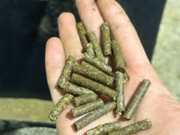Lucernă granulata — 사진 3