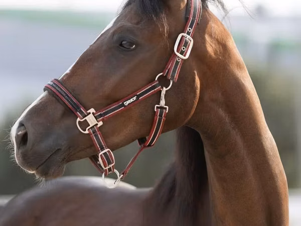 Кобила, Manipuri pony