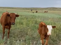 公牛, Latvian Blue cattle — 照片 2