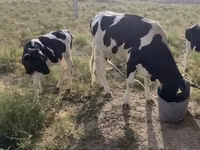 Կով, Latvian Blue cattle — լուսանկար 2