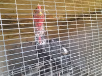 Chickens — photo 3