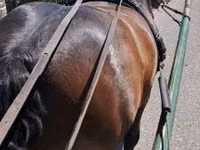 Horse (M), Horses — photo 2