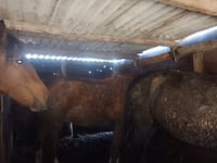 Kuda betina, Horses — foto 3