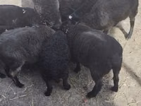 Ram, Sheep — photo 4