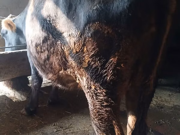 Lo’, Alatau breed
