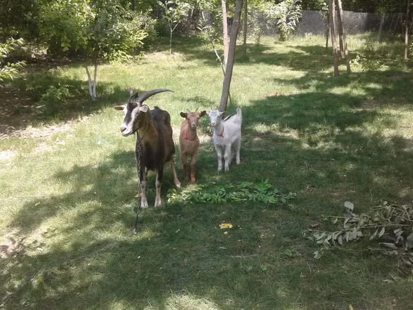 Goat, Goats — Moldova