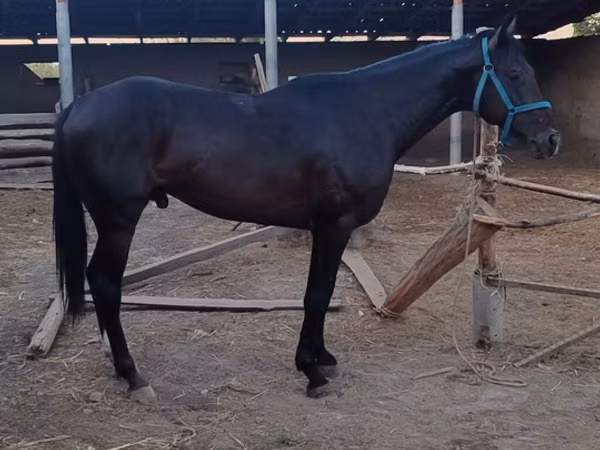 Cavalo, Thoroughbred horse — Quirguistão