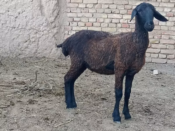 Sheep, Sheep — Uzbekistan