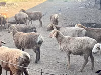 Ovan, Arashan sheep — fotografija 1