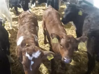 Bik, Simmental cattle — fotografija 1