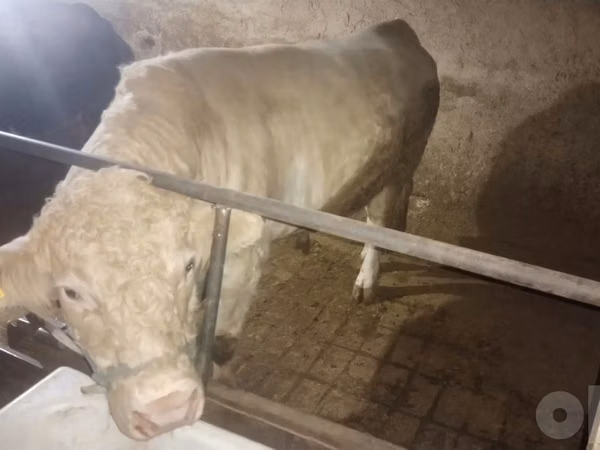 Bull, Charolais cattle — Uzbekistan