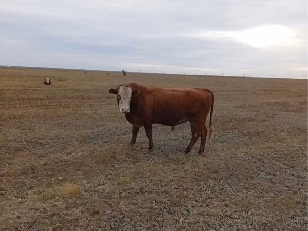 Bull, Kazakh White-headed cow