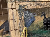 Guinea fowl — تصویر 3