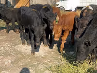 Tyre, Swiss cattle — foto 3