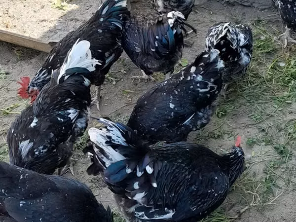 Australorp — Kyrgyzstan