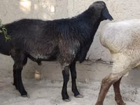 Qoç, Blackheaded Persian sheep — foto 7