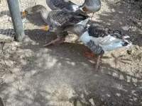 Geese — 3. fotó