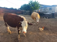 Toro, Simmental cattle — foto 2