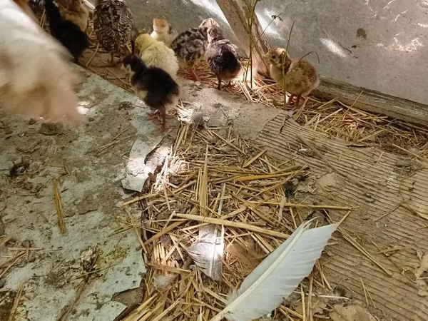 Turkeys — কিরগিজিস্তান