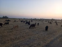 Sheep, Sheep — photo 1