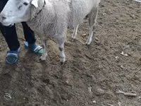Κριός, Merino sheep — φωτογραφία 2